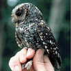 Flammulated Owl
